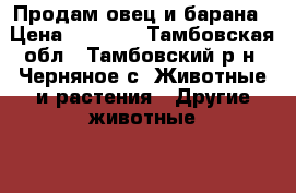 Продам овец и барана › Цена ­ 3 500 - Тамбовская обл., Тамбовский р-н, Черняное с. Животные и растения » Другие животные   